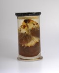 The Bell Collection
